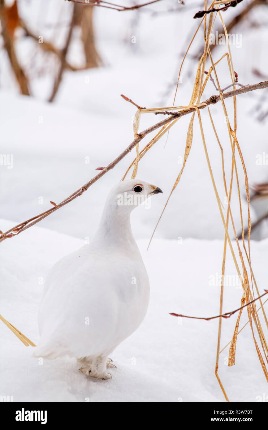 Stati Uniti d'America, in Alaska. Indietro e vista di profilo di un willow ptarmigan in inverno. Foto Stock