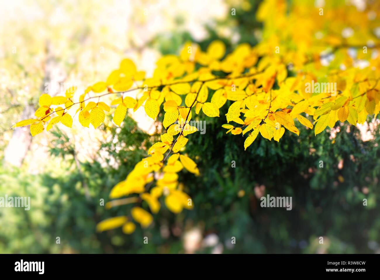 Autunno - giallo i colori della natura Foto Stock