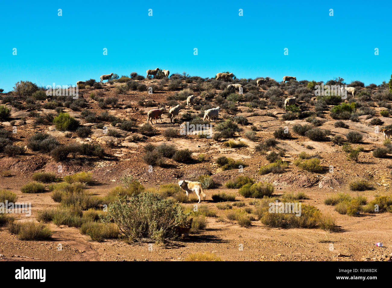 Stati Uniti d'America, Arizona, Hopi Indian Reservation, pecore al pascolo Foto Stock