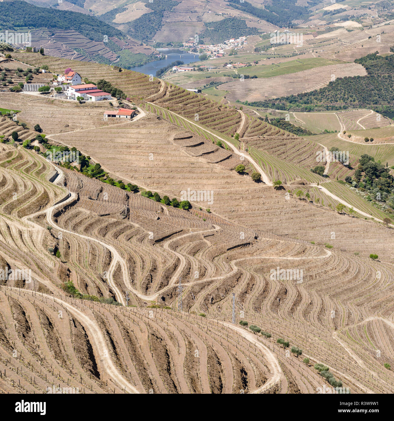 Vigneti vicino a Sao Joao da Pesqueira. È la zona viticola Alto Douro ed elencato come patrimonio mondiale dell'UNESCO. Portogallo Foto Stock