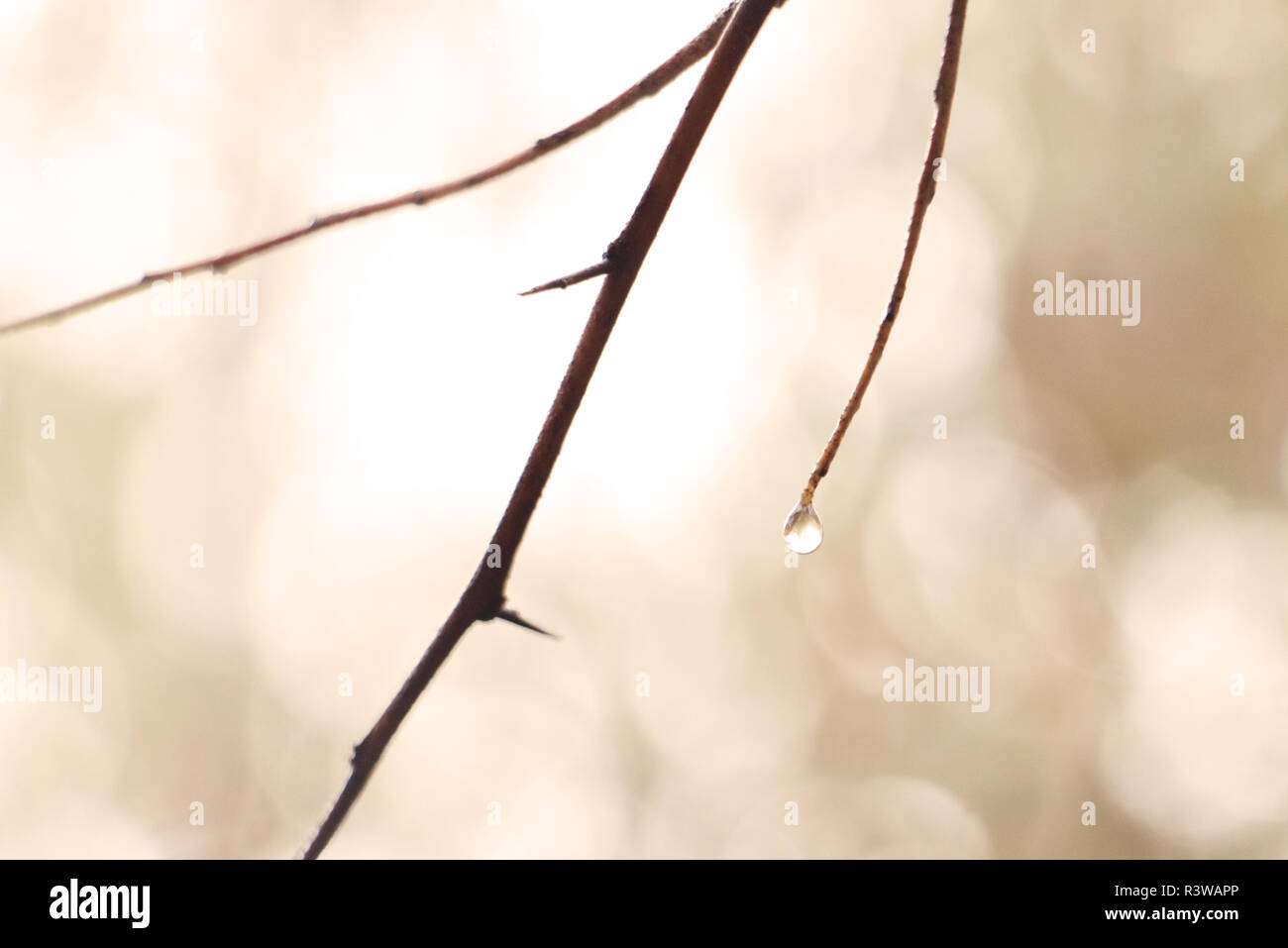 Dewdrop su un ramo nella luce del mattino Foto Stock
