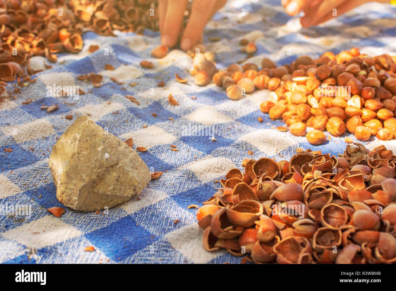 Nocciole incrinato sulla tavola con la pietra utilizzata per il cracking del disco breve e mani femminili lavorando Foto Stock