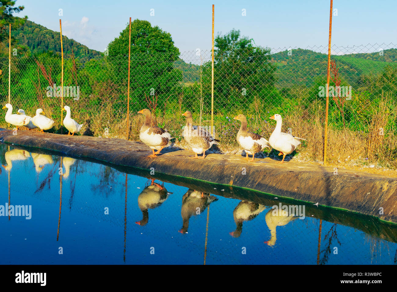 Oche domestiche all interno dell area recintata con la piscina per il nuoto sulla campagna agriturismo Foto Stock