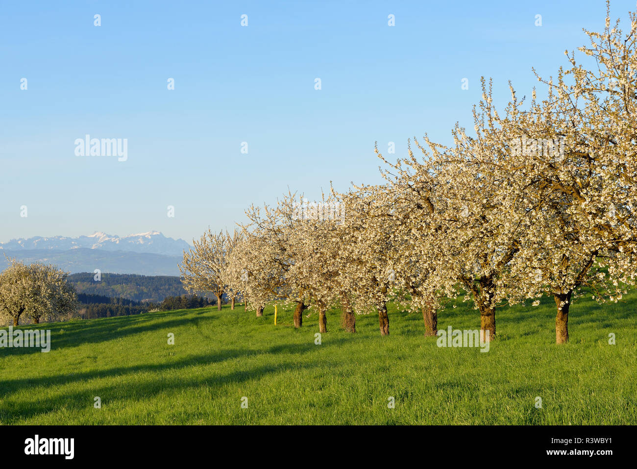 La Svizzera, la fioritura dei ciliegi su un prato con vista sulle Alpi Foto Stock