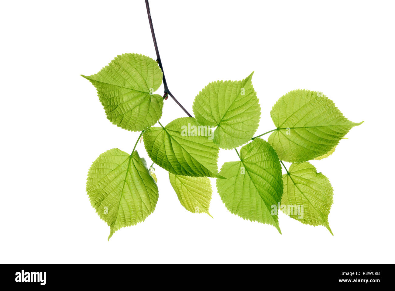 Tiglio, Tilia spec., foglie contro uno sfondo bianco Foto Stock