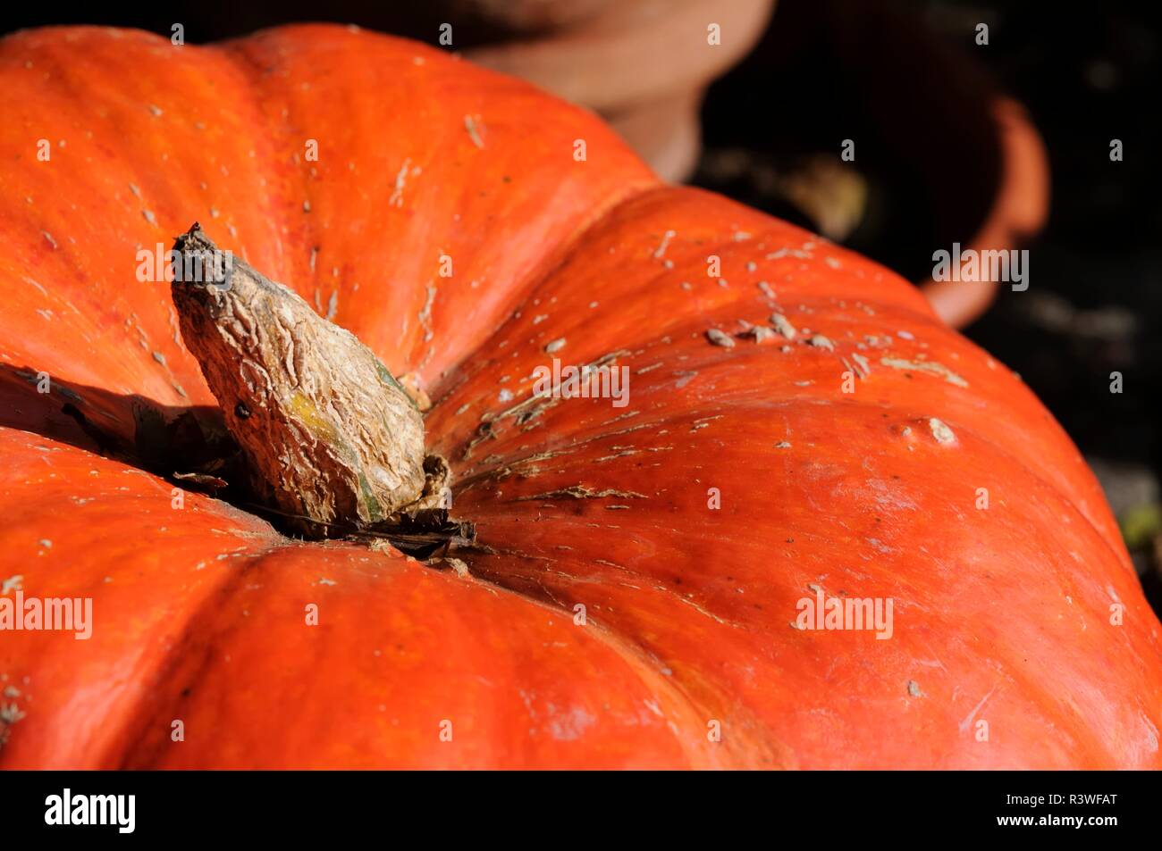 La zucca Foto Stock