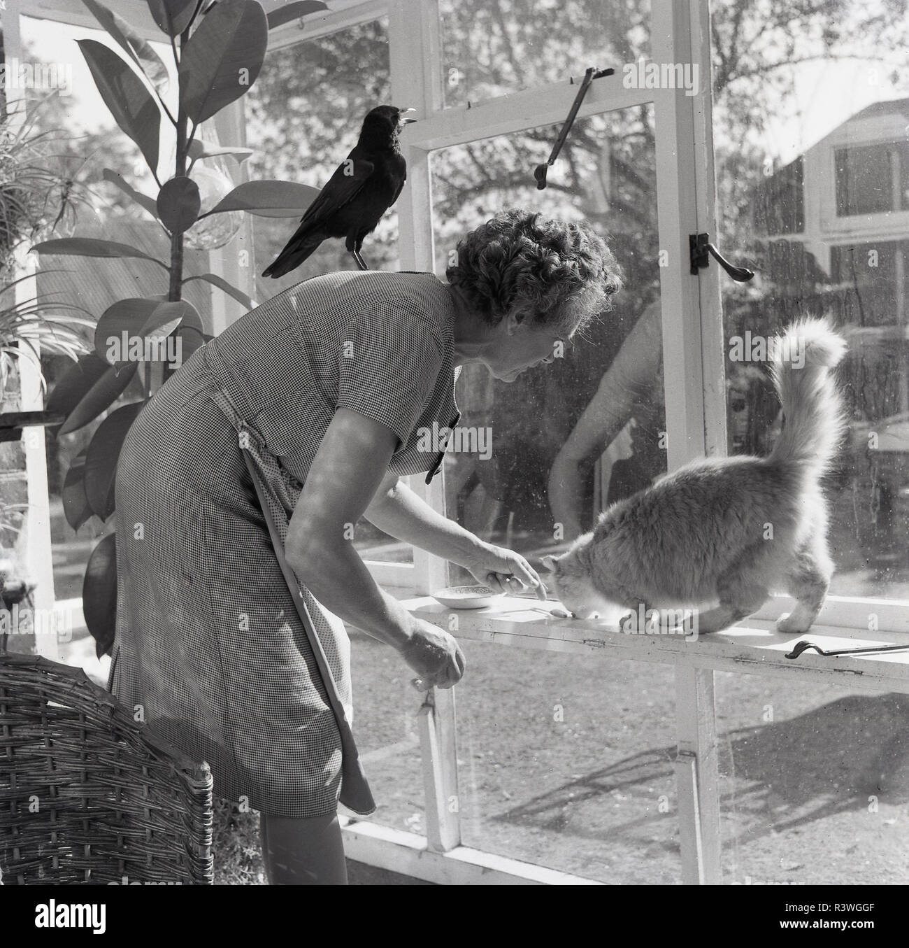 1965, una signora anziana alimentando la sua auto dalla finestra di una veranda o conservatorio, mentre il suo animale domestico bird, un rook, è appollaiato sulla sua schiena, Inghilterra, Regno Unito. Foto Stock