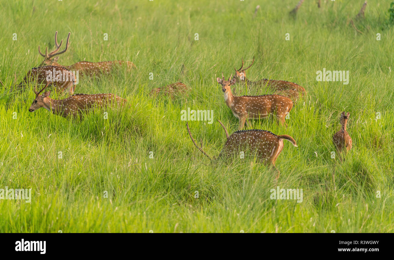 Sika macchiato o allevamento di cervi in erba elefante. La fauna selvatica e la foto di animali. Giapponese deer Cervus nippon Foto Stock