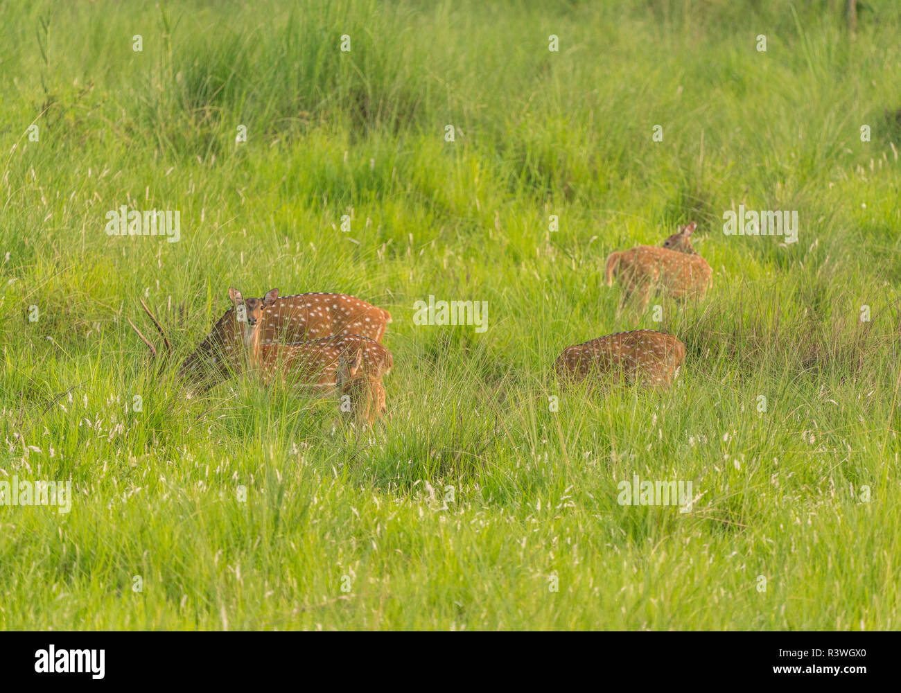 Sika macchiato o allevamento di cervi in erba elefante. La fauna selvatica e la foto di animali. Giapponese deer Cervus nippon Foto Stock