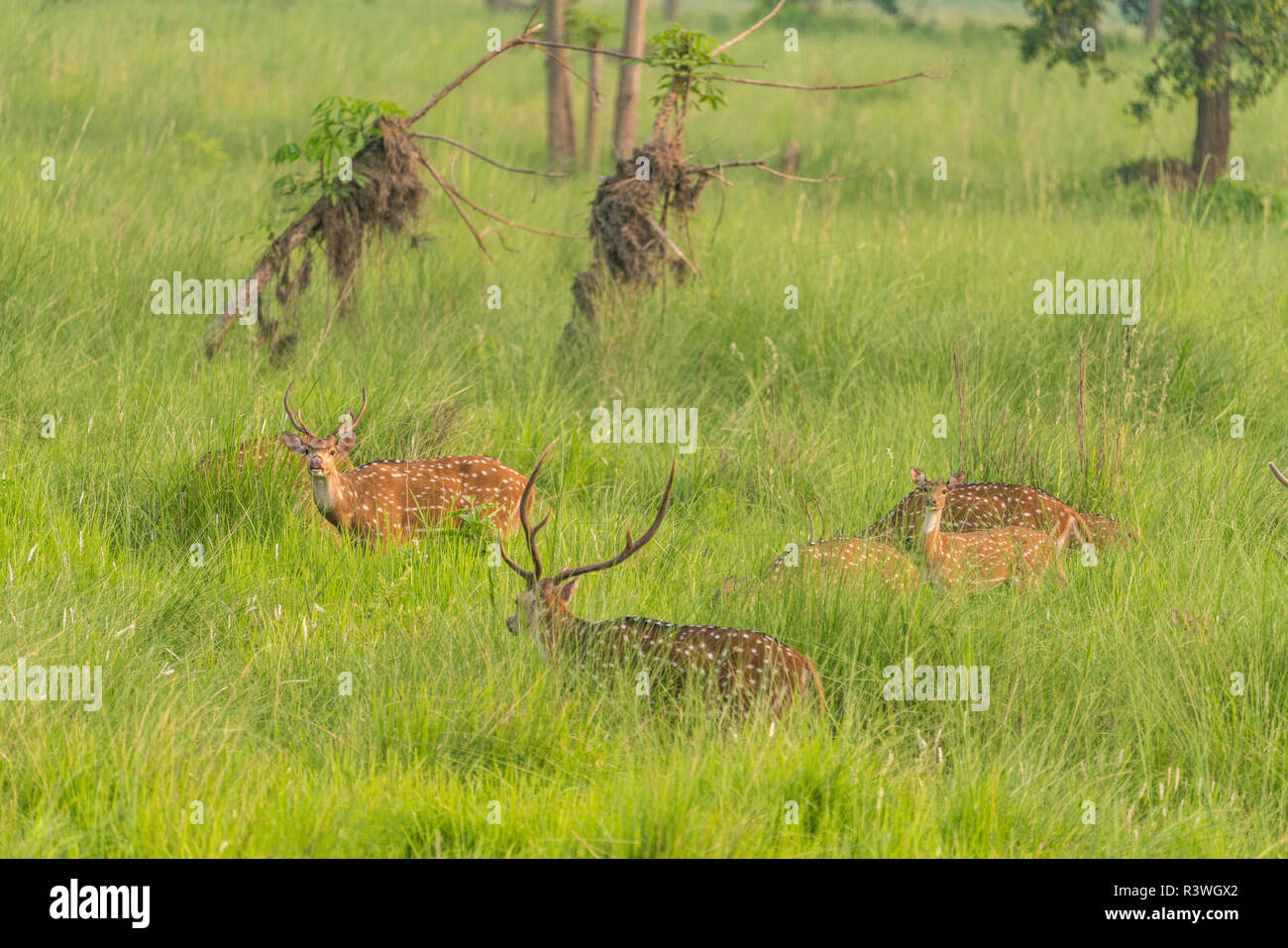Sika macchiato o allevamento di cervi in erba elefante. La fauna selvatica e la foto di animali. Giapponese deer Cervus nippon Foto Stock