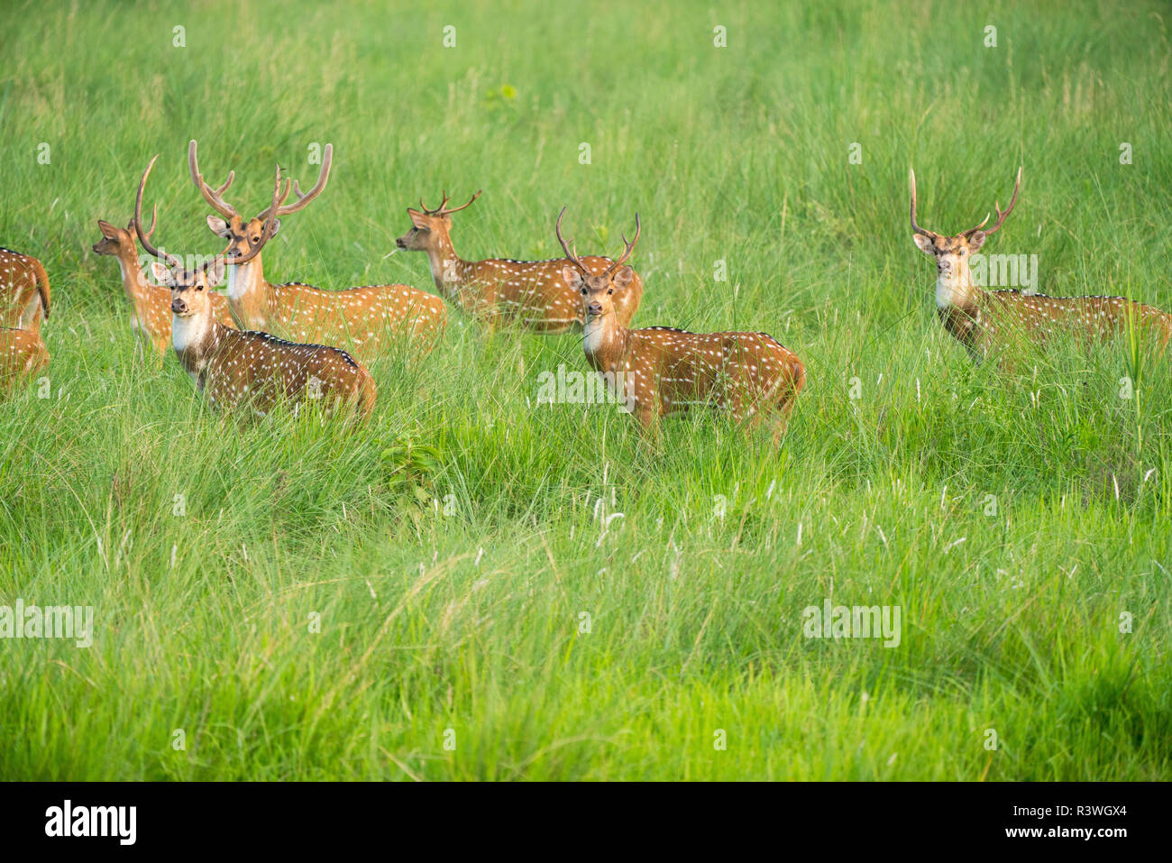 Sika macchiato o allevamento di cervi in erba elefante. La fauna selvatica e la foto di animali. Giapponese deer Cervus nippon Foto Stock