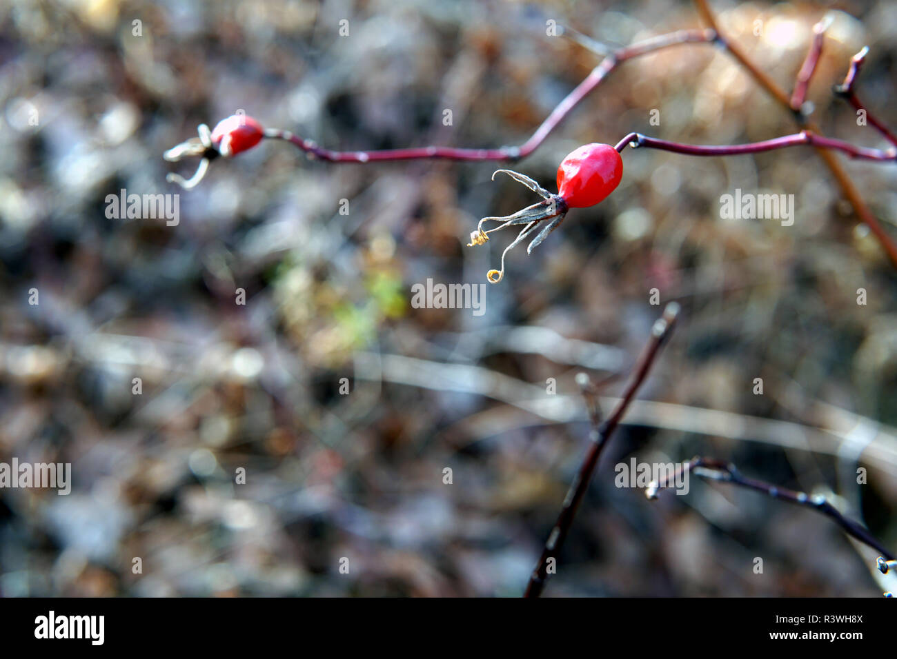 Autunno a secco di rami e foglie su un nuvoloso giorno d'autunno. Foto Stock