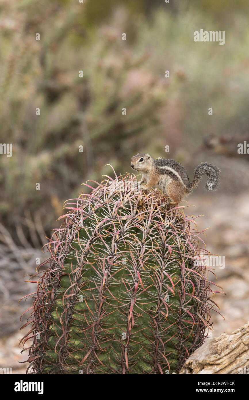 Un Harris' antilope scoiattolo (Ammospermophilus harrisii), si arrampica la sommità di una canna cactus alla ricerca di cibo, Arizona. Foto Stock