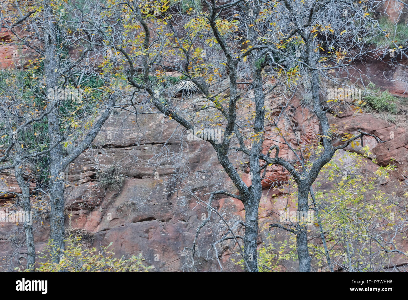 Alberi con foglie di autunno lungo Oak Creek, Arizona Foto Stock