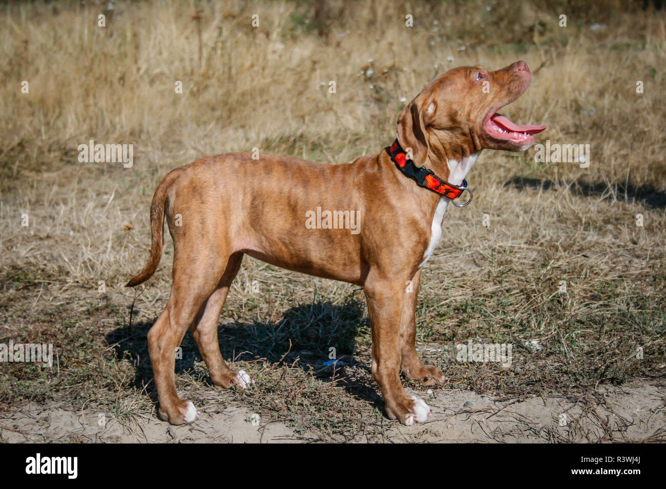 Red brindle l'American Pit Bull Terrier cucciolo in piedi su un prato Foto Stock