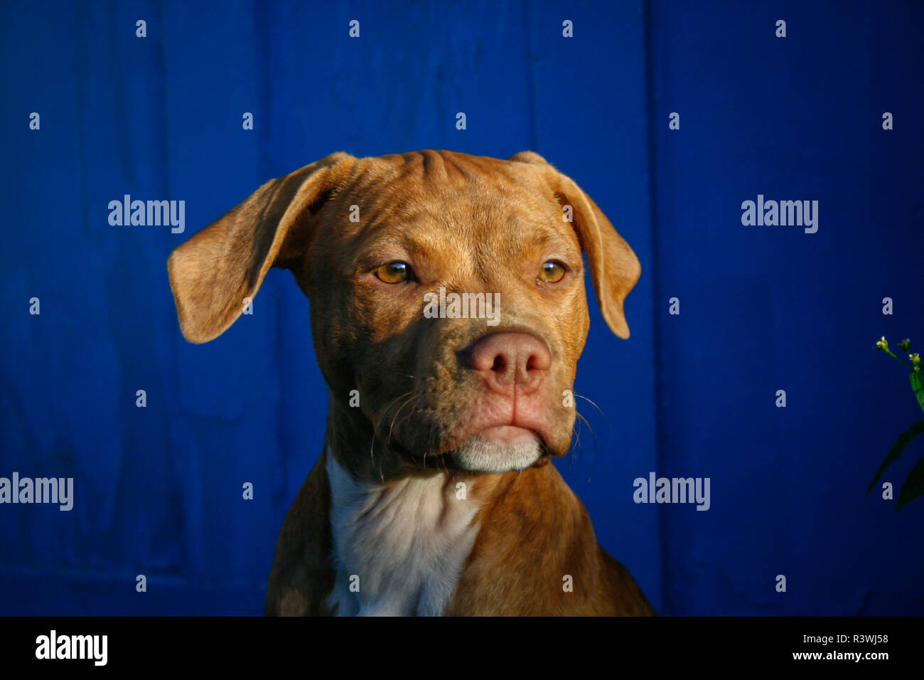 Ritratto di un rosso brindle l'American Pit Bull Terrier cucciolo in una giornata di sole di fronte a uno sfondo blu Foto Stock