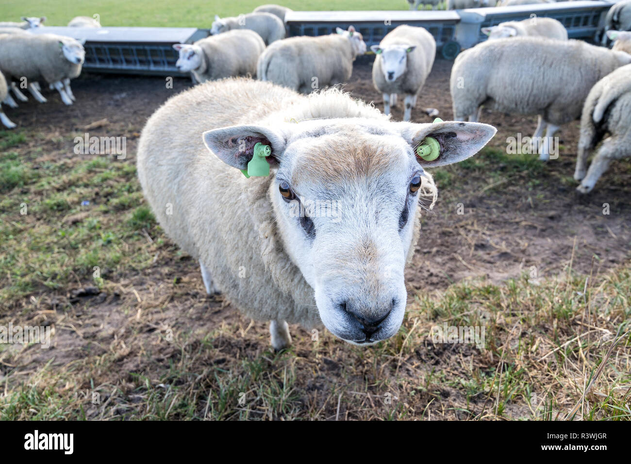 Pecore presso la Dutch isola di Texel Foto Stock