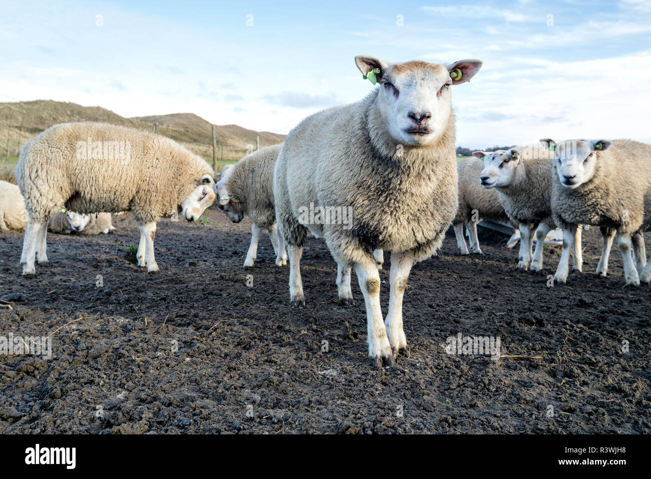 Pecore presso la Dutch isola di Texel Foto Stock
