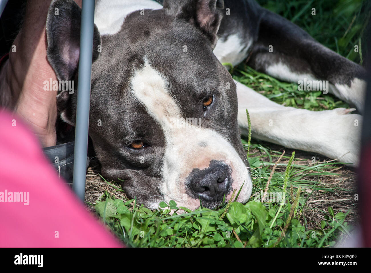 American Staffordshire Terrier Foto Stock
