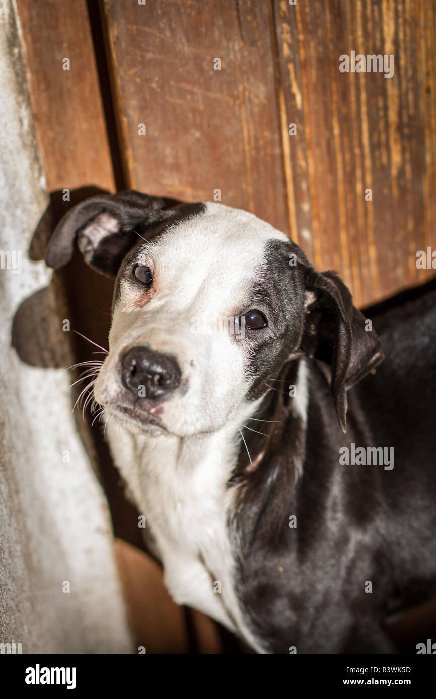 Young American Pit Bull Terrier Foto Stock