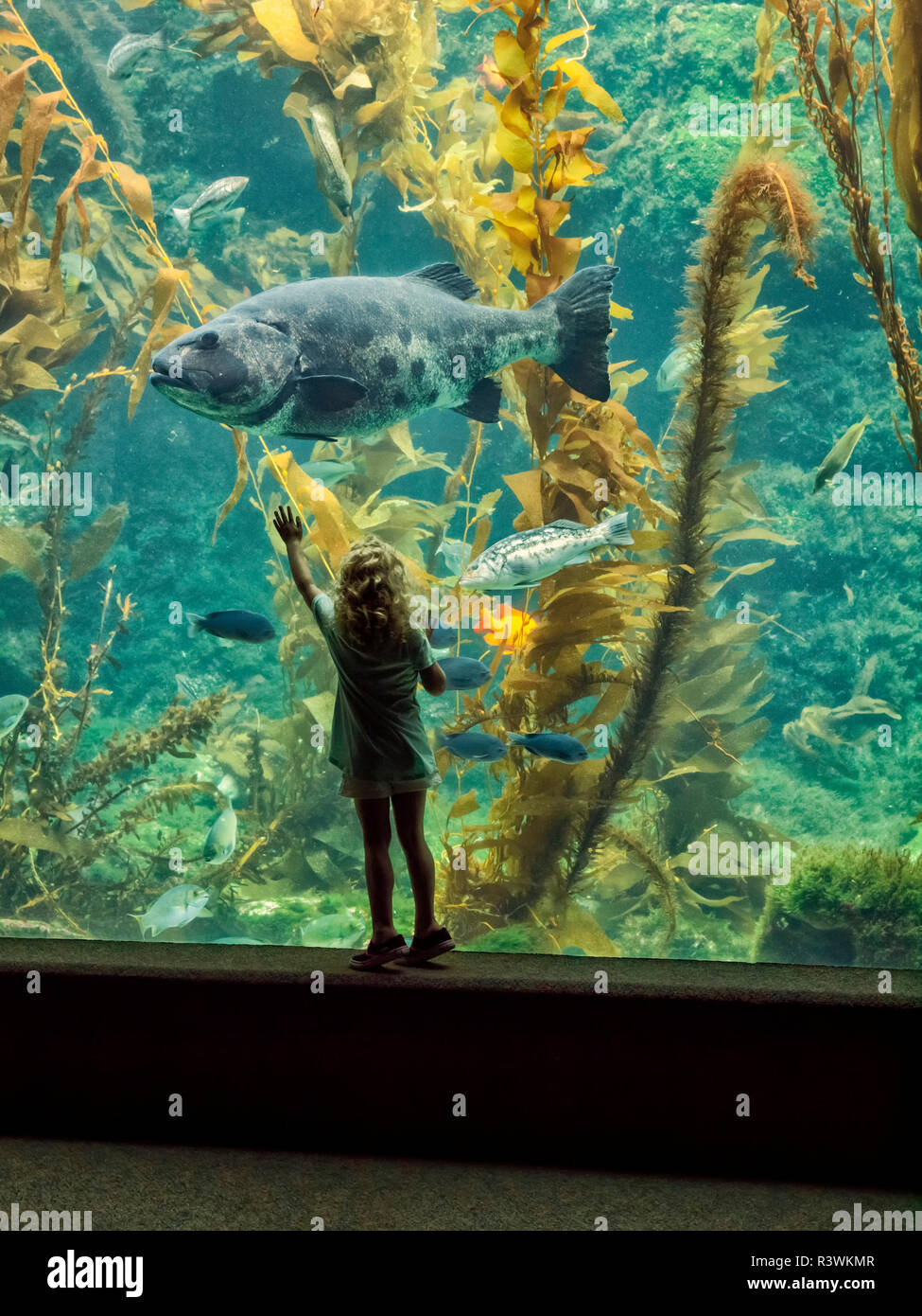 Stati Uniti, California, La Jolla. Gigante di foresta di Kelp serbatoio a Birch Aquarium (solo uso editoriale) Foto Stock