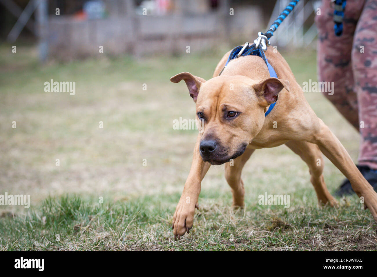 Fawn l'American Pit Bull Terrier tira al guinzaglio Foto Stock