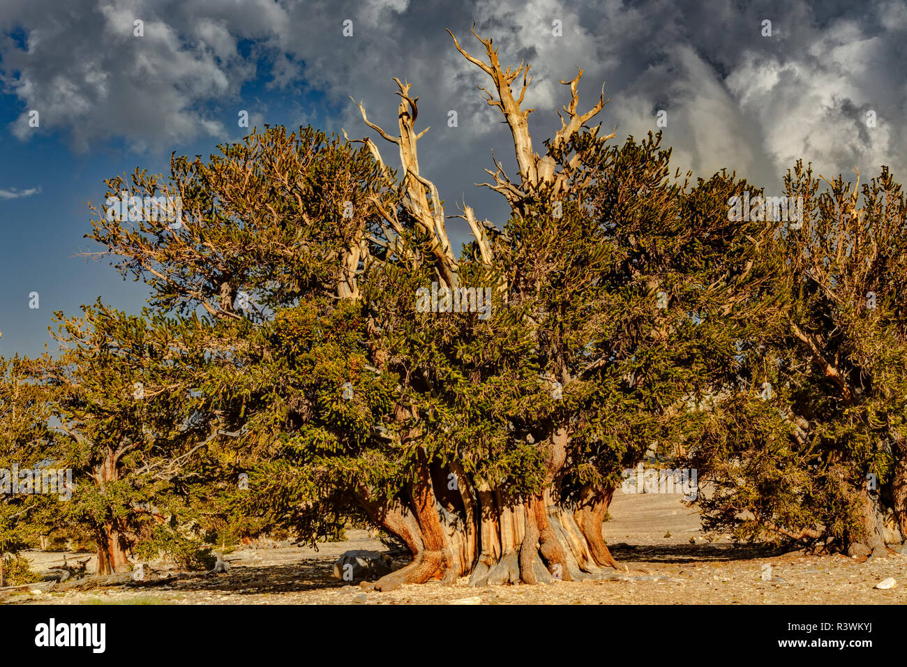 Antica bristlecone pine, White Mountains, Inyo County, California. Bacino Grande deserto, Pinus longaeva, Parco nazionale Great Basin Foto Stock