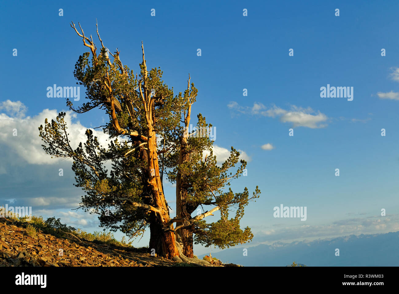 Antica bristlecone pine tree al tramonto, White Mountains, Inyo County, California. Pinus longaeva, Parco nazionale Great Basin Foto Stock