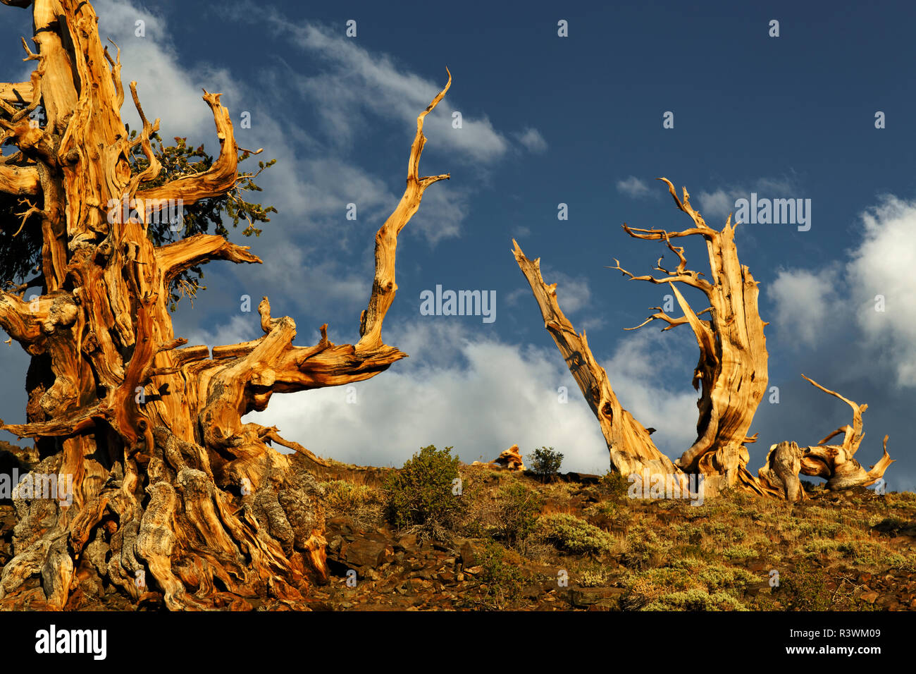 Antica bristlecone pine tree al tramonto, White Mountains, Inyo County, California. Pinus longaeva, Parco nazionale Great Basin Foto Stock