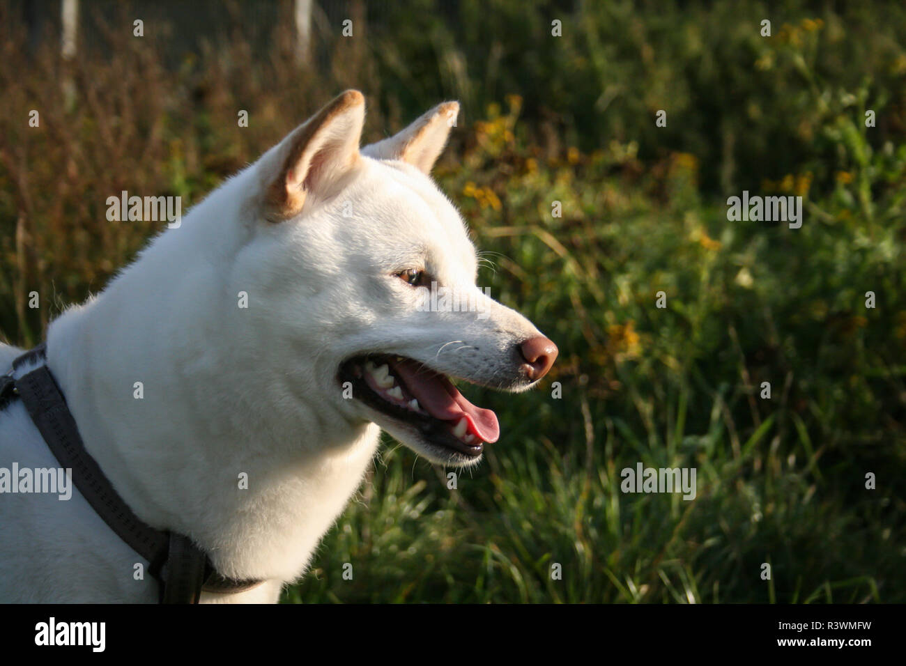 Cane di Shiba Inu Foto Stock