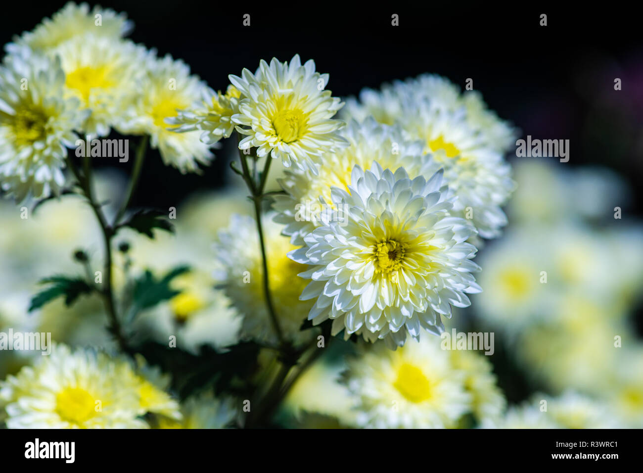 Bellissimi fiori autunnali in un parco come un background antural Foto Stock
