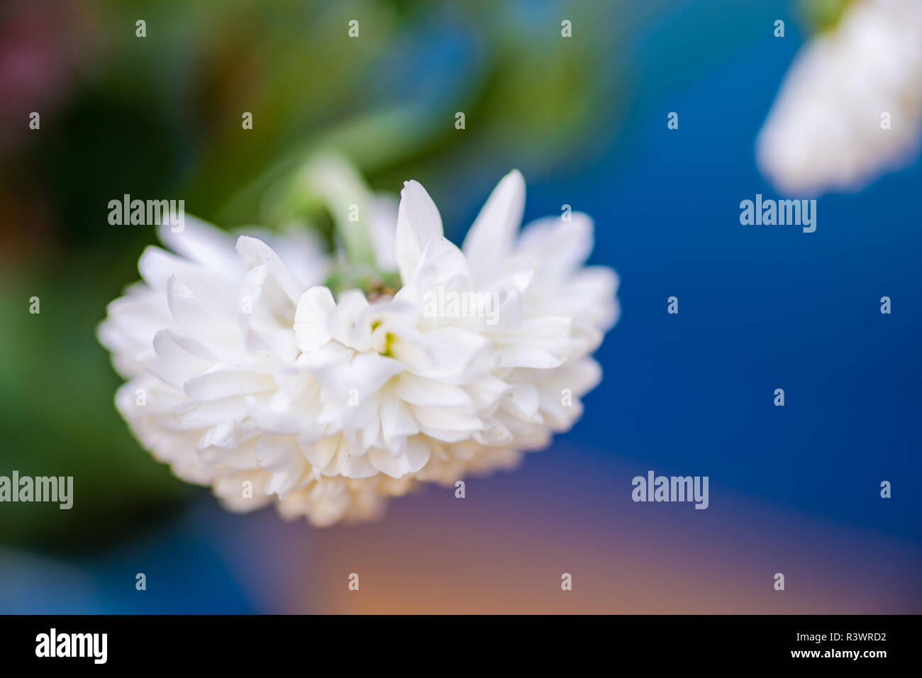 Bellissimi fiori autunnali in un parco come un background antural Foto Stock