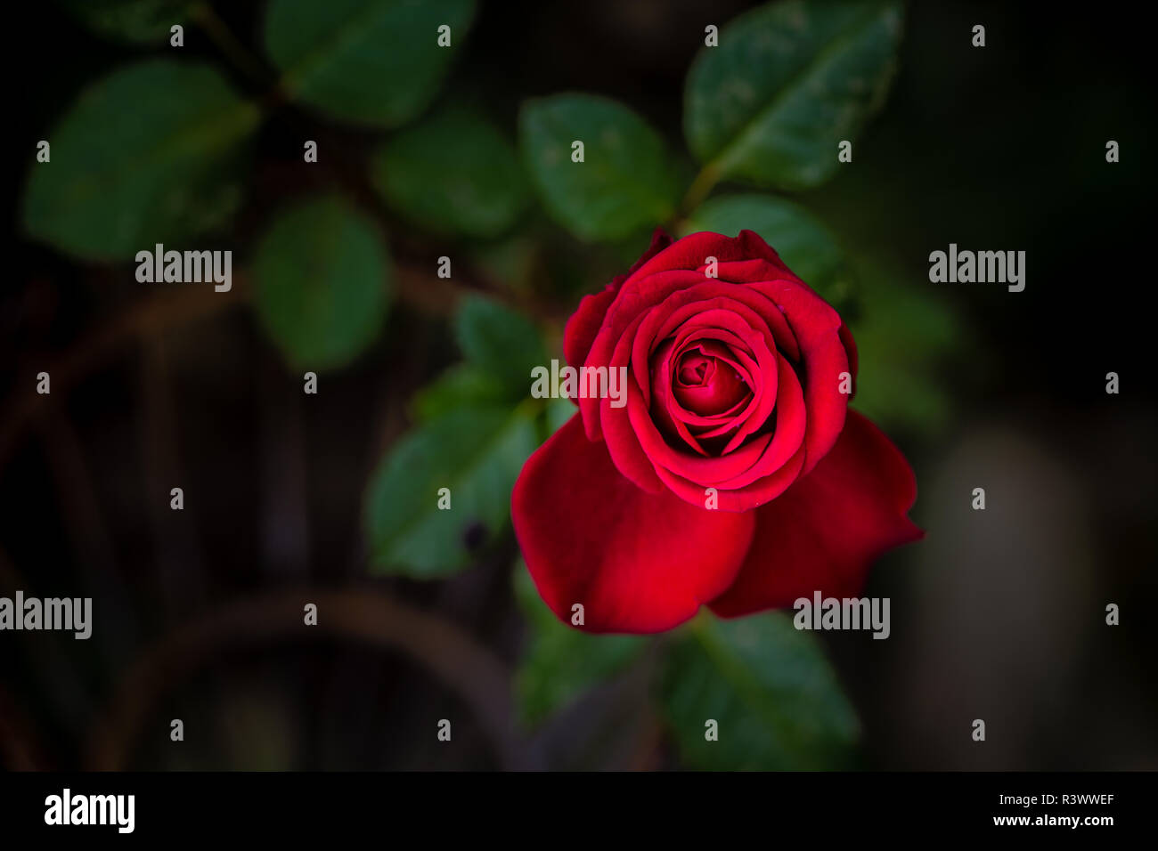 Rote Rose im Garten Foto Stock