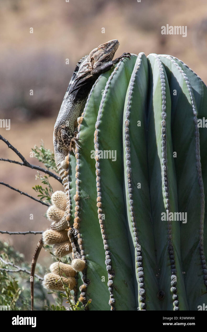 Spinosa-tailed Iguana sul mangiare di Cactus fiori di cactus. Isla San Esteban, Baja California, Mare di Cortez, Messico. Foto Stock