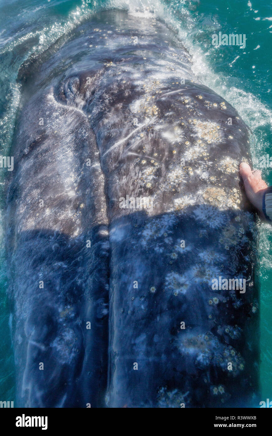 Balena Grigia con i pidocchi parassiti e cirripedi. San Ignacio laguna. Baja California, Mare di Cortez, Messico. Foto Stock