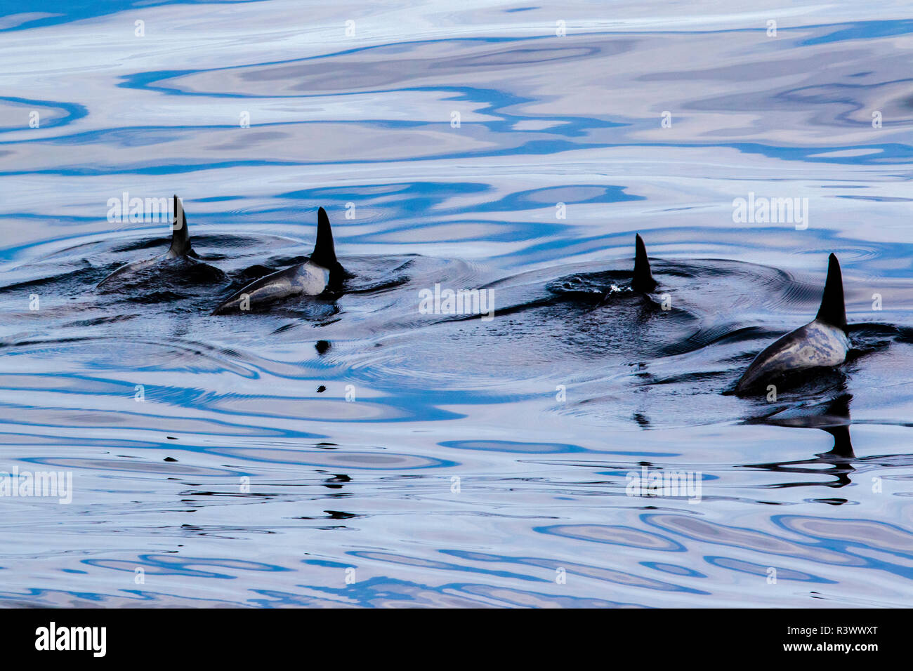 Rough-Toothed i delfini nuotare in formazione. Gorda banche, Baja California, Mare di Cortez, Messico. Foto Stock