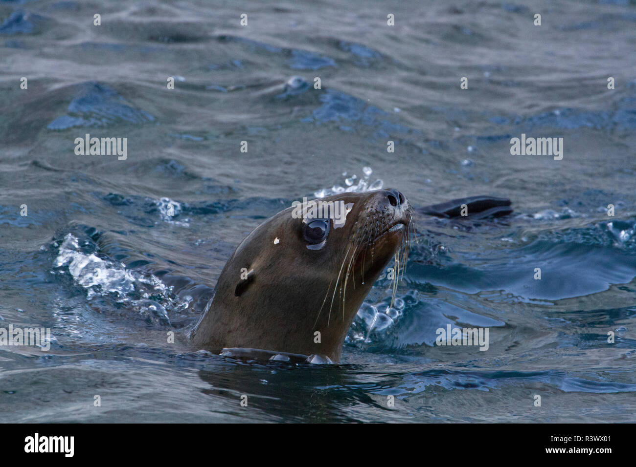 Il leone marino della California. Isla San Pedro Martir. Baja California, Mare di Cortez, Messico. Foto Stock