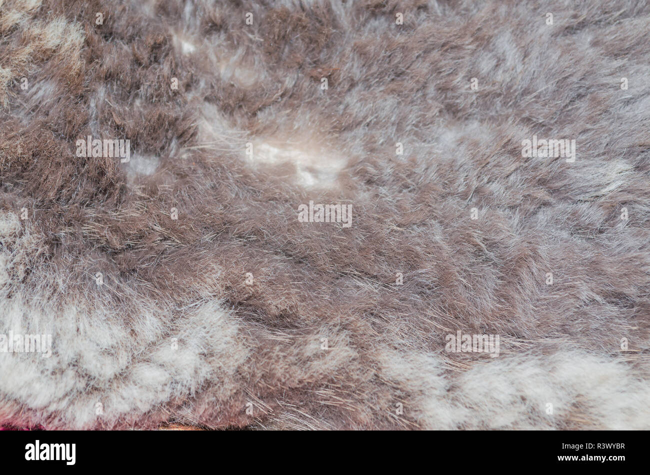 Pelo di animali struttura grigio nero Foto Stock