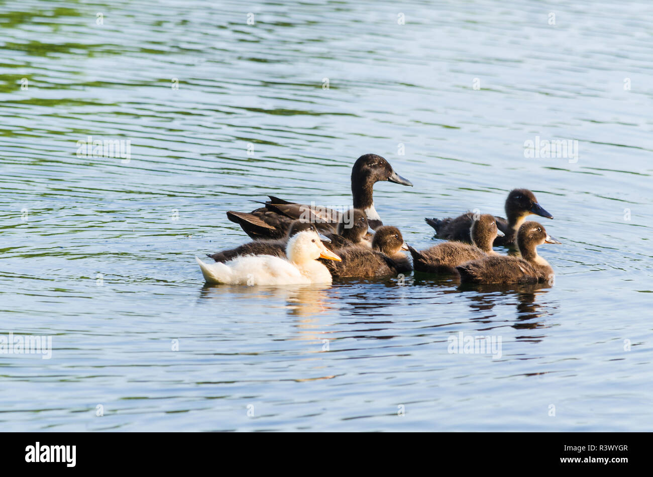 Entenfamilie Wasser im Foto Stock