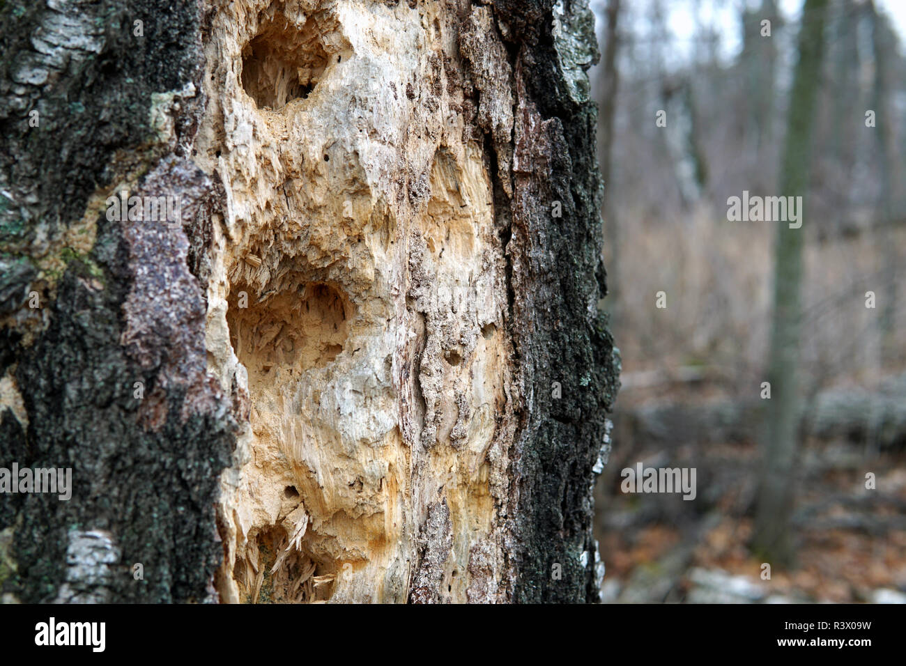 Vista verticale degli habitat degli uccelli e il distintivo, fori tondi intagliata nell morto un tronco di albero. Foto Stock