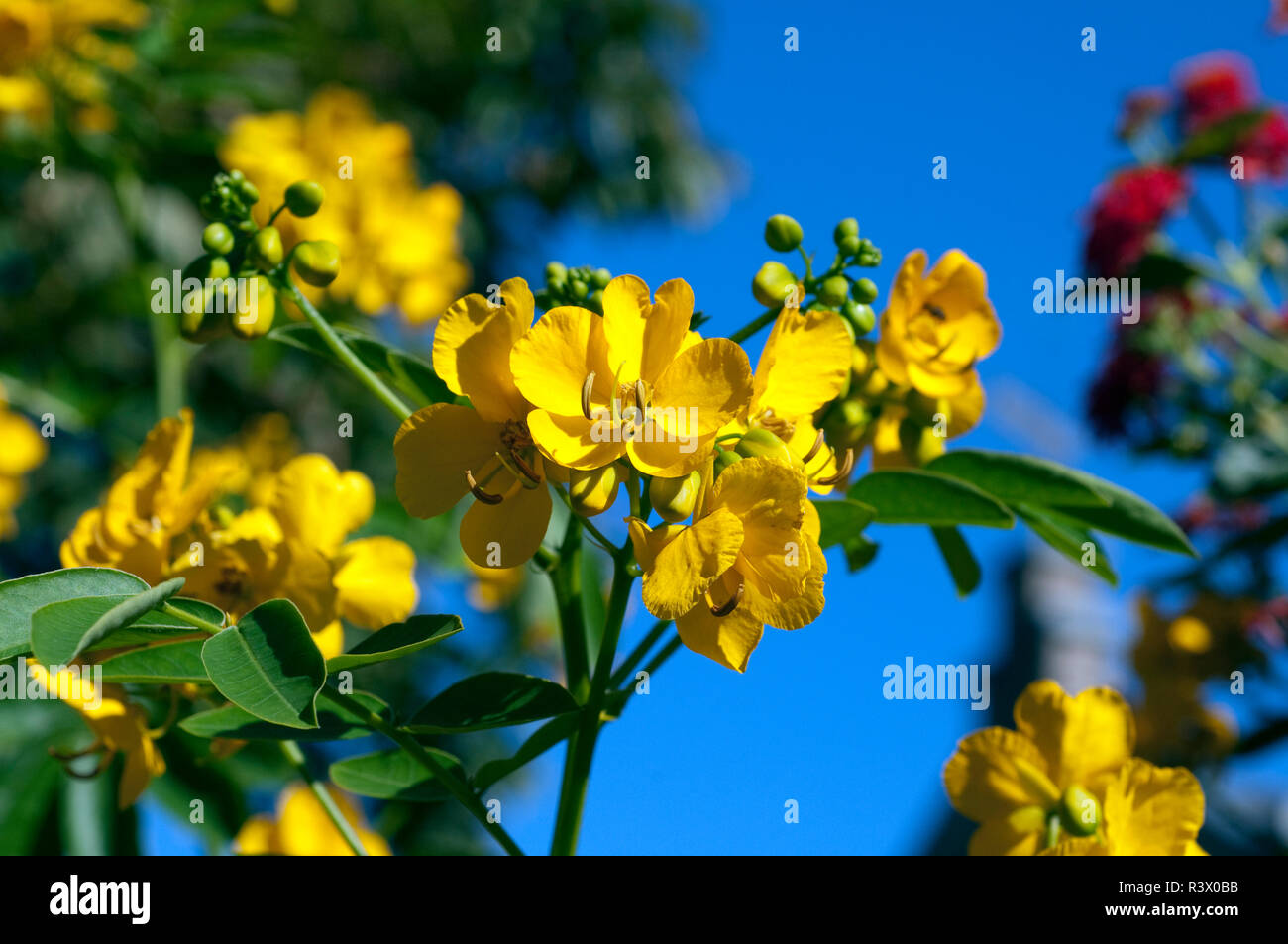 Chinesische Senna Cassia Foto Stock