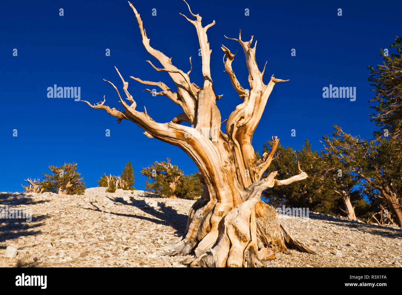 Bristlecone antichi pini (Pinus longaeva) al Patriarca Grove, Bristlecone antica foresta di pini, White Mountains, CALIFORNIA, STATI UNITI D'AMERICA Foto Stock