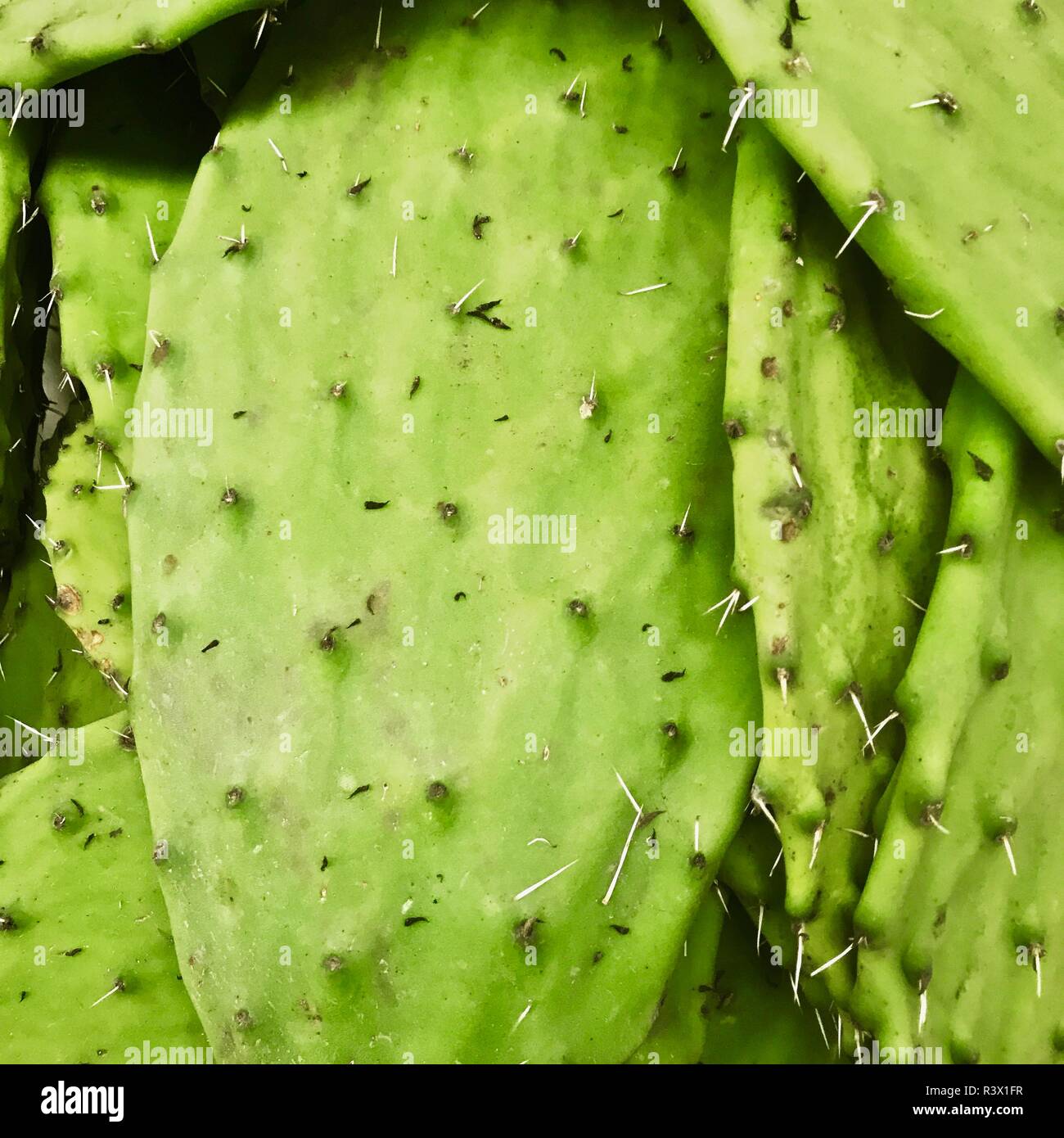 Un popolare commestibile chiamato cactus nopal nel tradizionale tipica cucina messicana Foto Stock