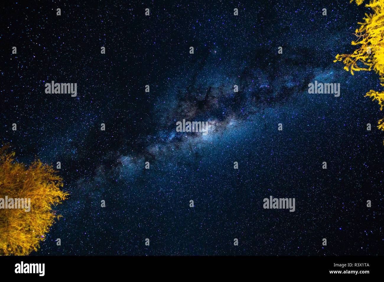 Via lattea notte stelle universo alberi galaxy namibia Foto Stock