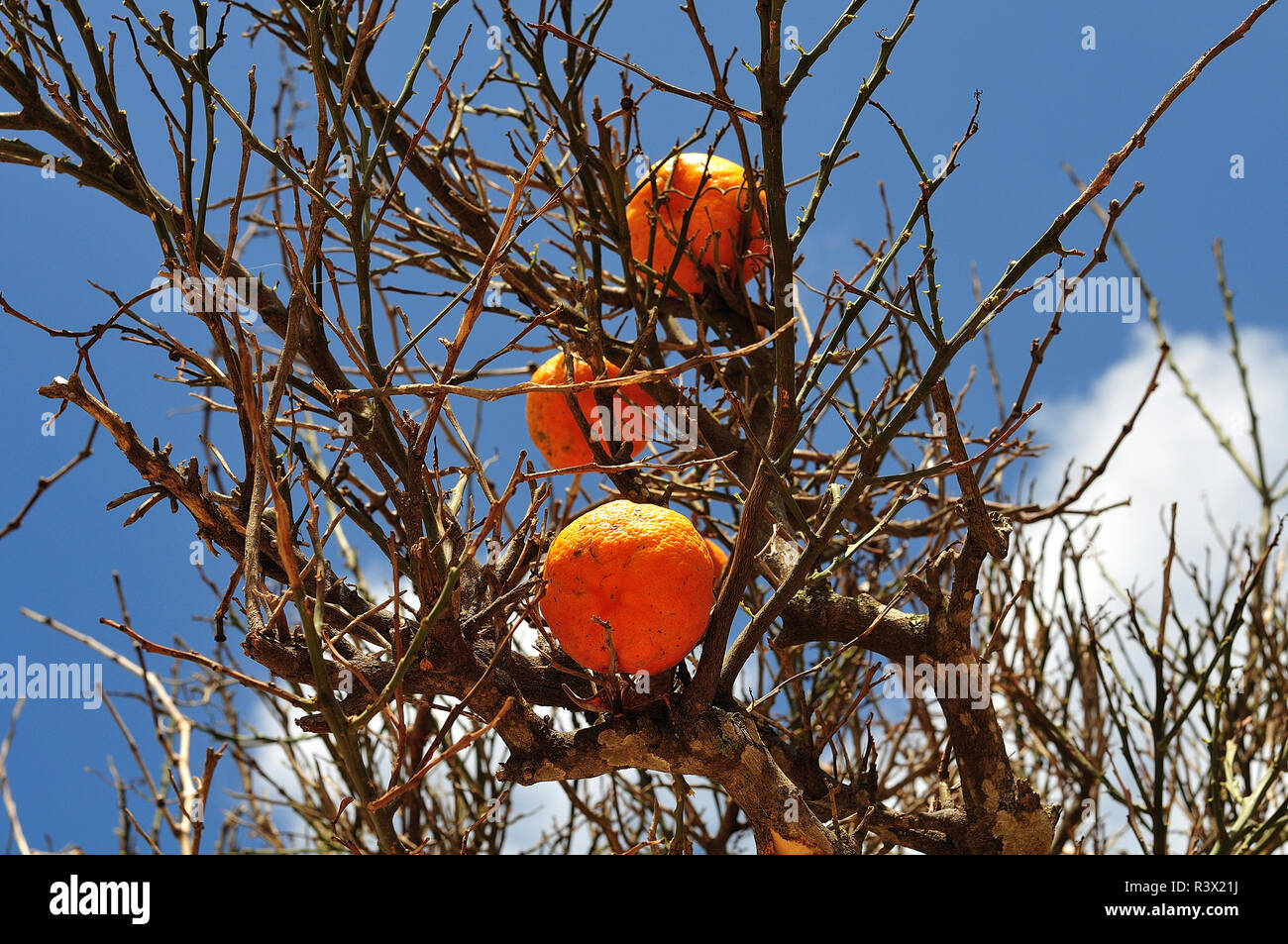 Arance mature frutti appesi sui rami di un albero sfrondato sulla giornata di sole Foto Stock