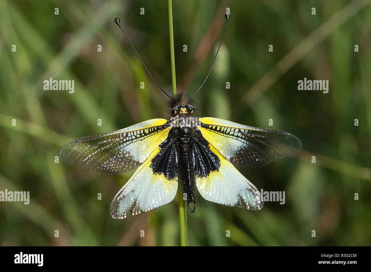 Close-up di Ascalaphus libelluloides, Owlfly Foto Stock