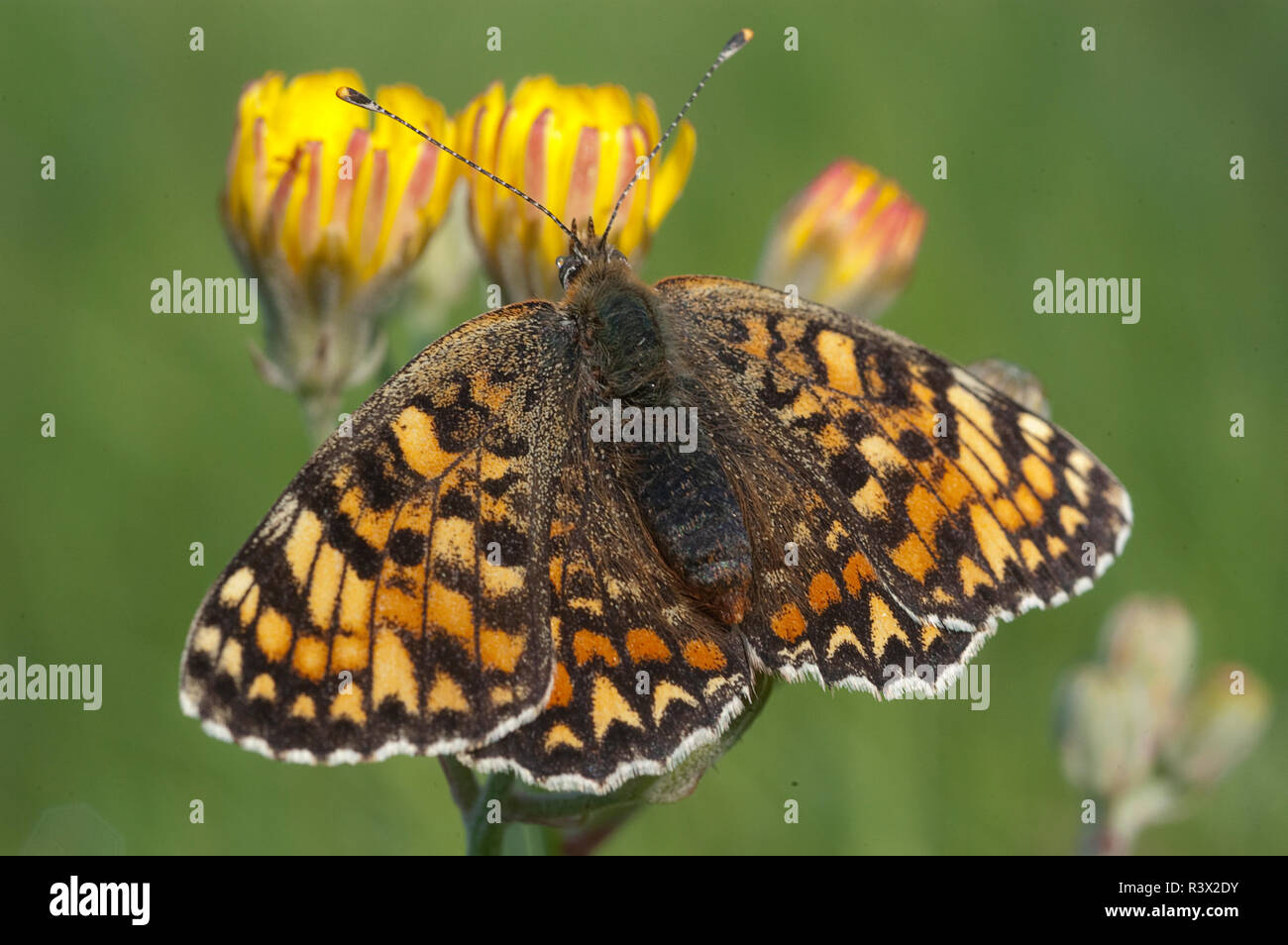 Heath Fritillary, Melitaea athalia appoggiata sull'erba, butterfly Foto Stock