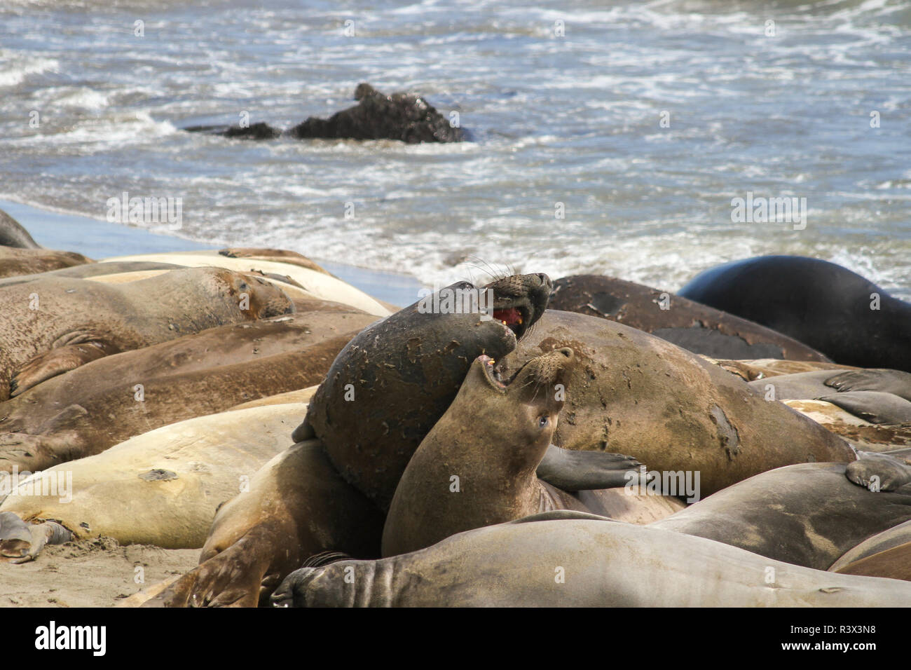 Giovani guarnizioni muta combattimenti, Piedras Blancas guarnizione di elefante Rookery, San Simeone, San Luis Obispo County, California, Stati Uniti d'America. Foto Stock