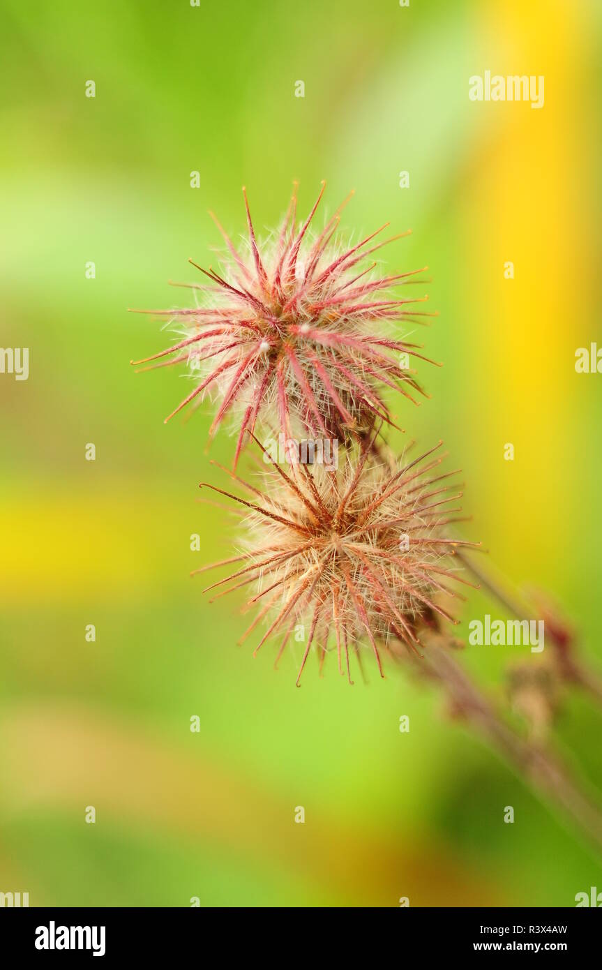 Le sfere di fico d'india di piante di campo, macro Foto Stock