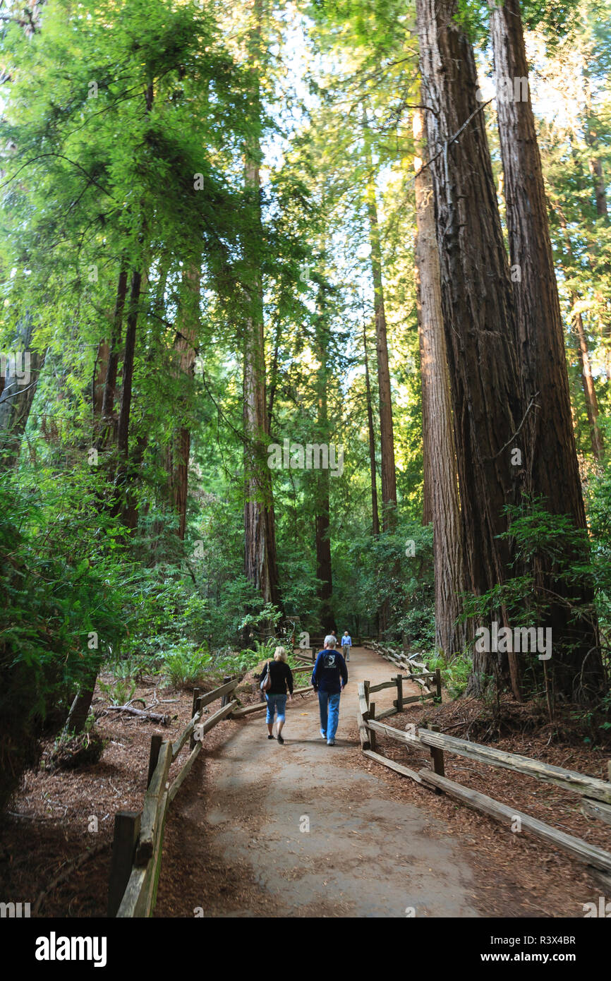 Cattedrale Grove, Redwood Forest, Muir Woods State Park, vicino a San Francisco, California centrale, STATI UNITI D'AMERICA Foto Stock